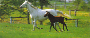 Cavalli al galoppo